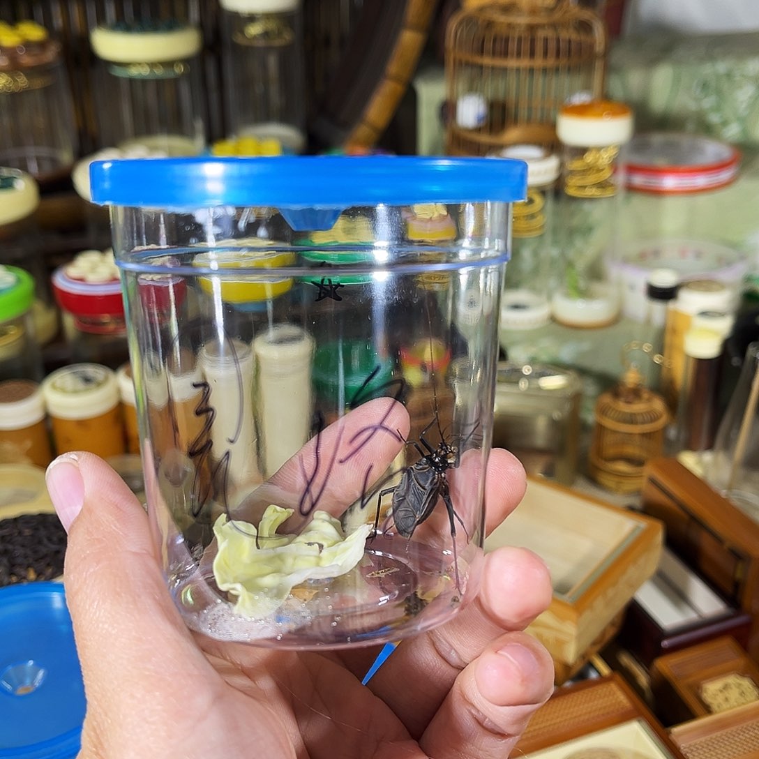 見***洛蟋蟀一只人工麒麟