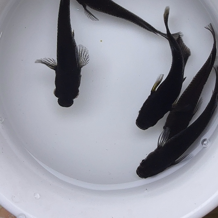 青鳉鱼大蛇16号青鳉