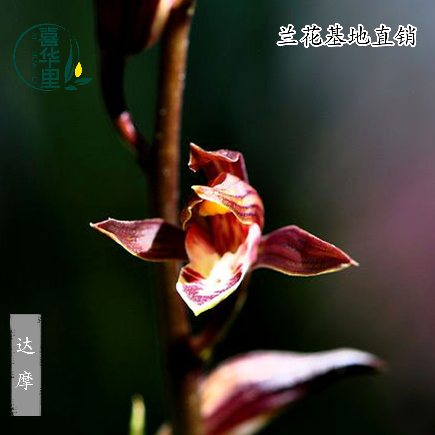 高端兰花苗墨兰老种达摩矮种高级精品带花浓香型花卉绿植桌面盆栽