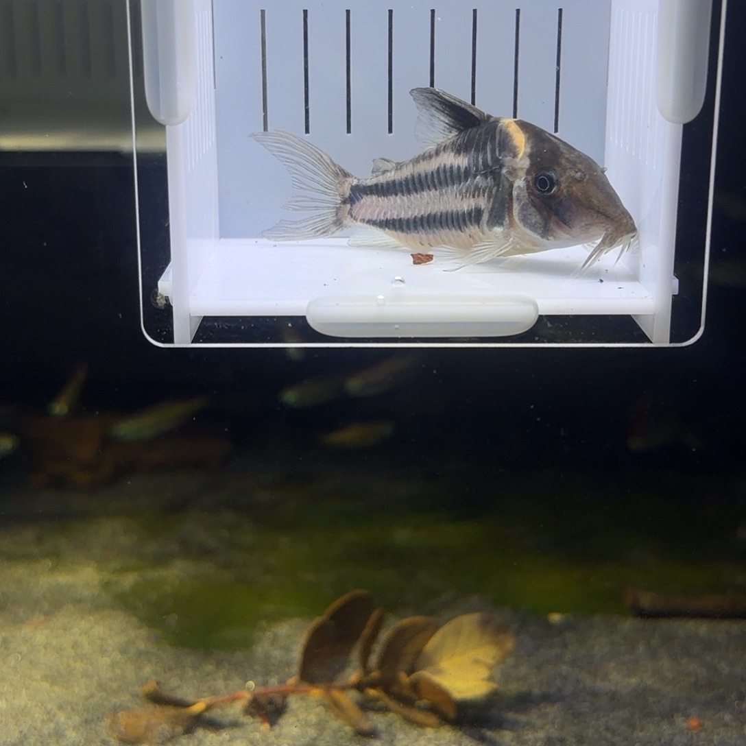 鼠鱼长吻双带 9cm极品不包邮