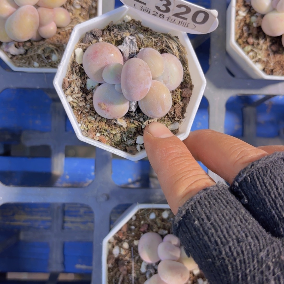 E320奶酪一物一拍