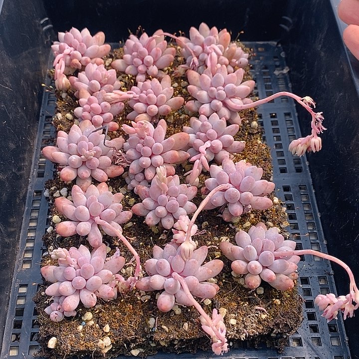 65 多肉植物盆栽花卉植物