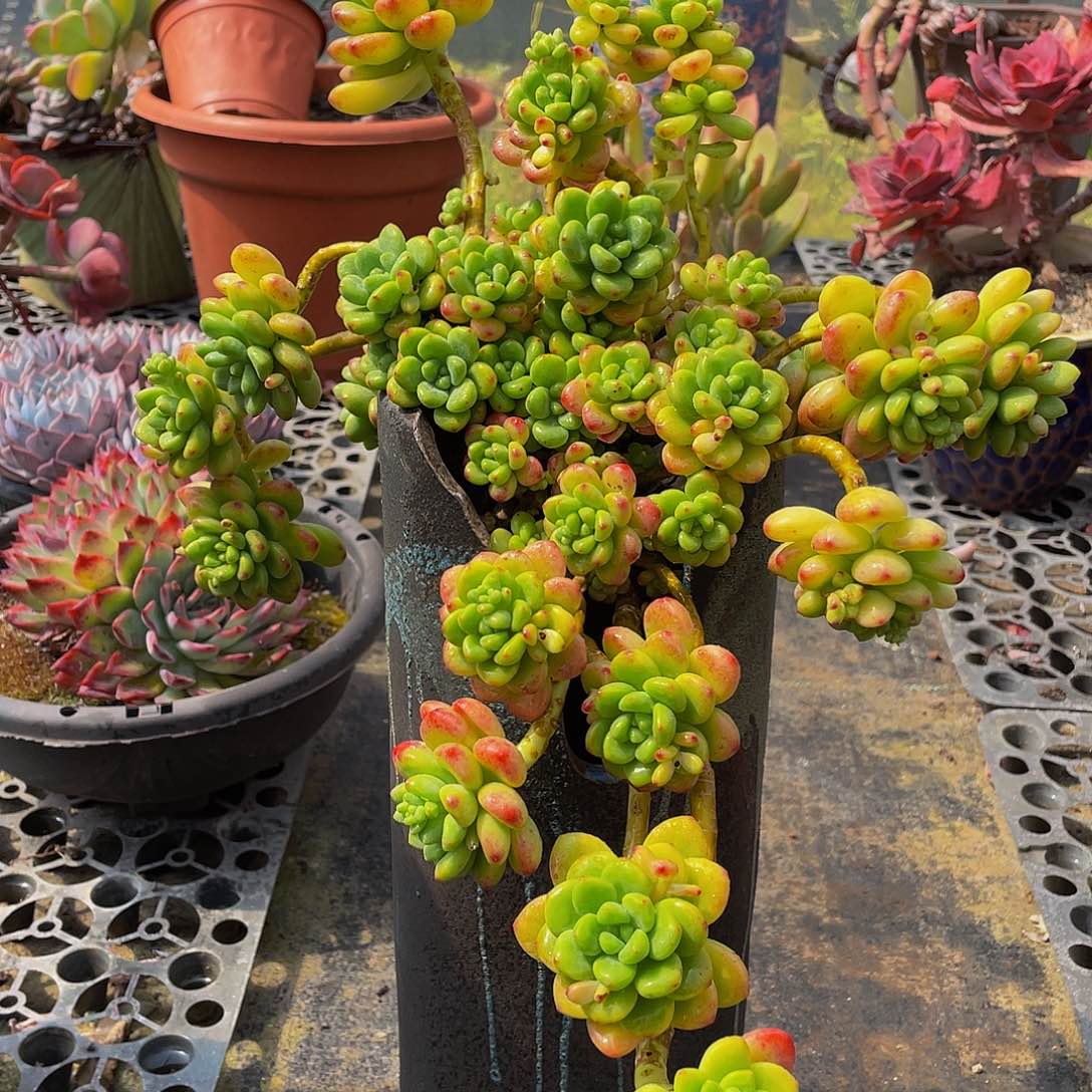 香格里拉多肉植物