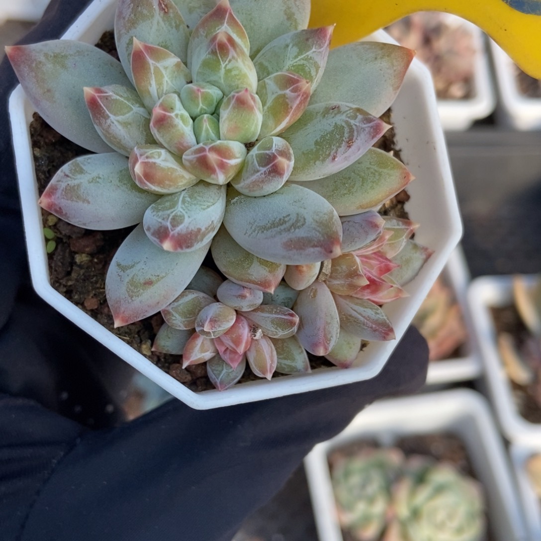 890伊丽莎白多肉植物了