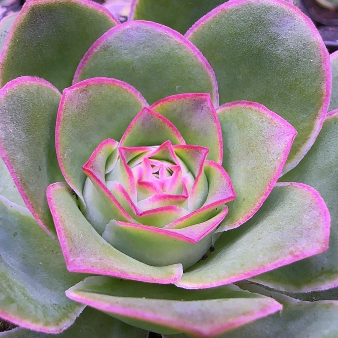 荷花玫瑰7.8厘米12434343457253