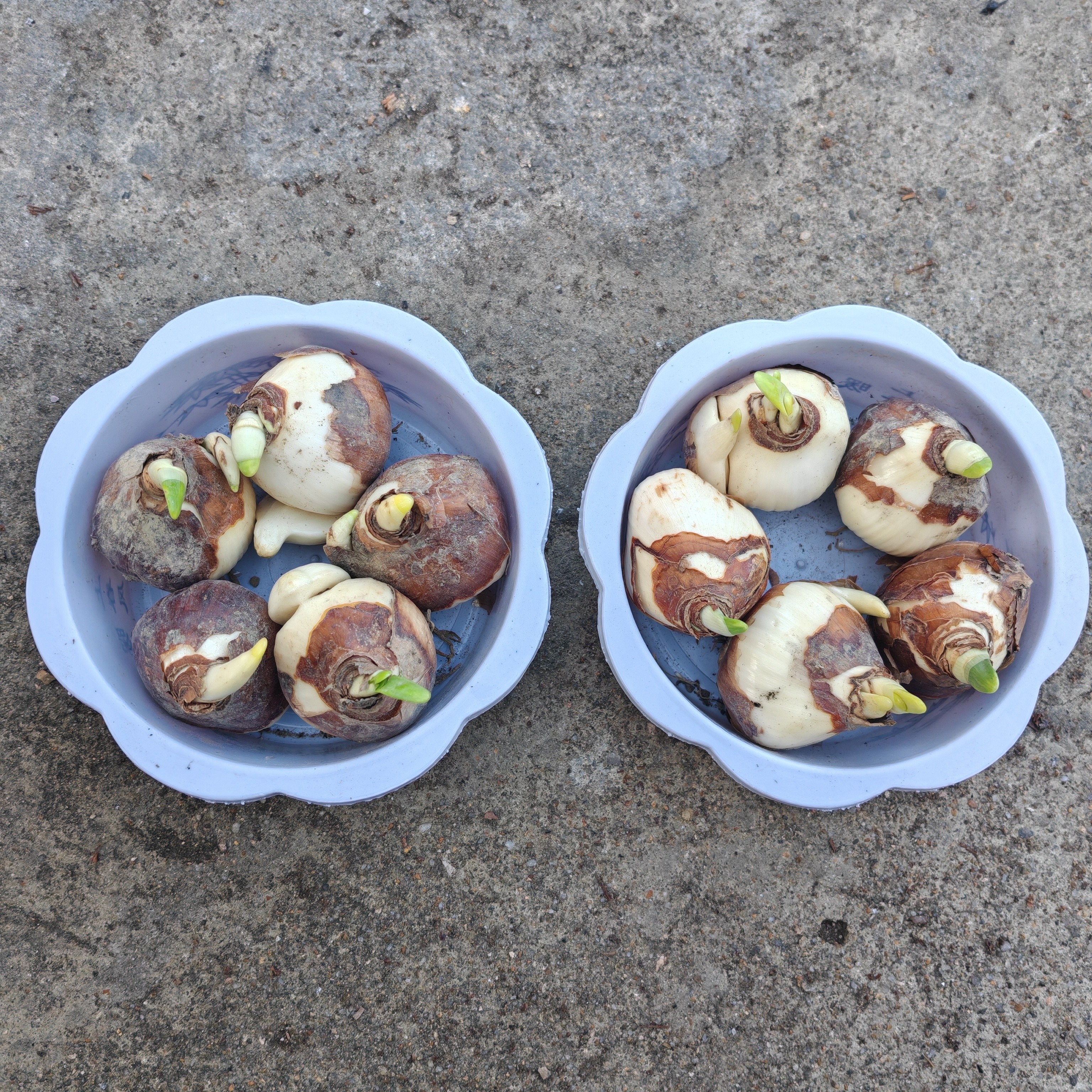 新品水仙花水培盆栽年宵花室内外好养活花卉