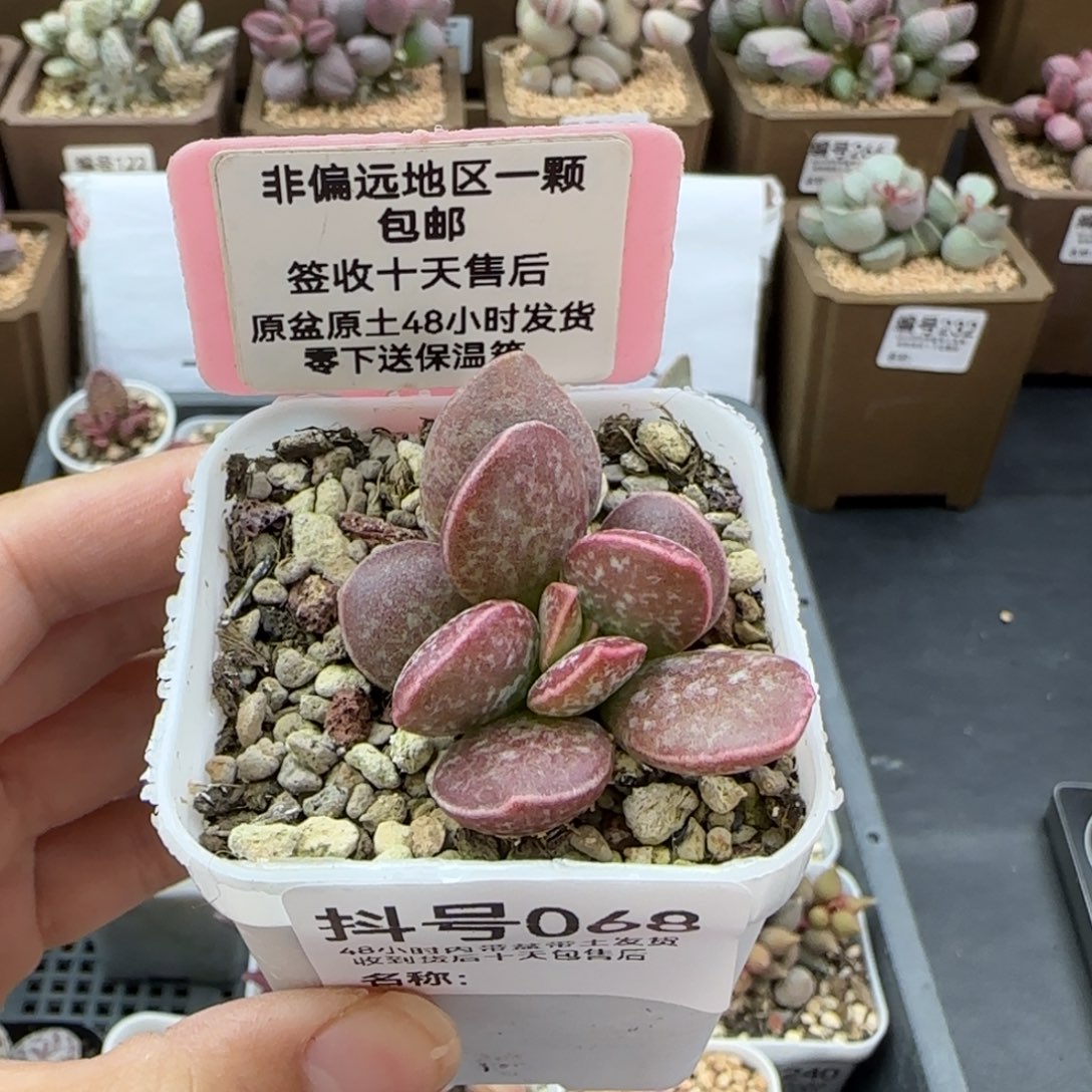 068红舒缇多肉爱掉叶