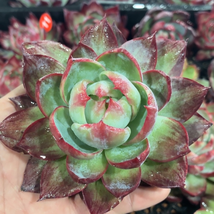 如***@多肉植物惊鸿仙子