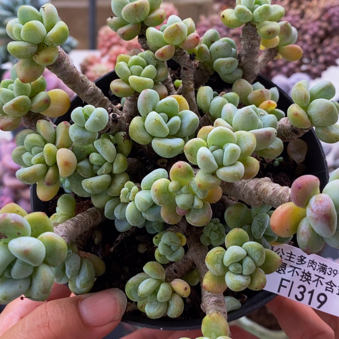 319罗琦12cm多肉植物