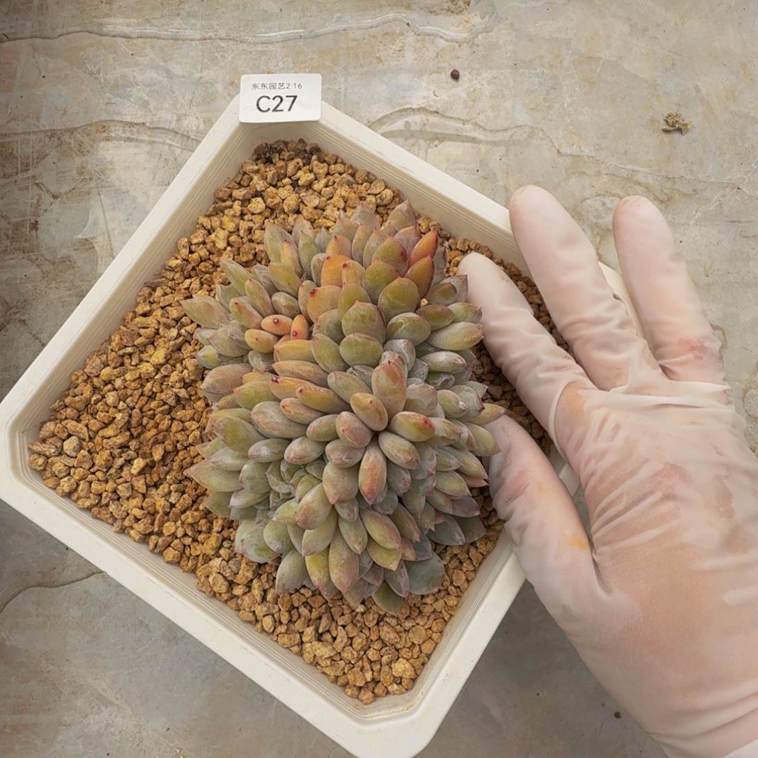 c c c c c c c c c 27