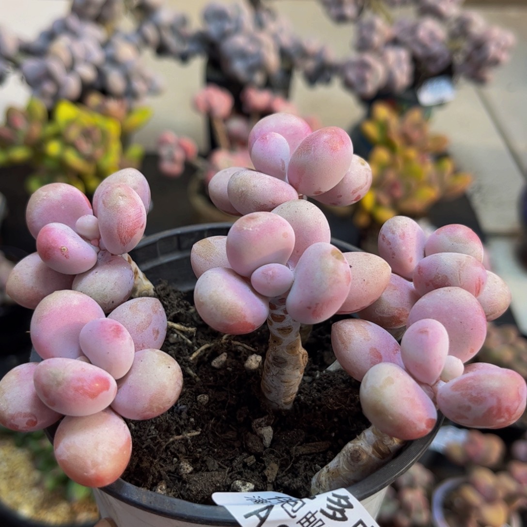 924/10cm糖果桃蛋多肉植物