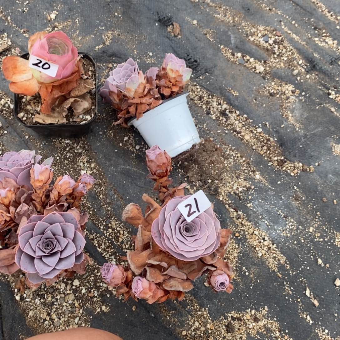 暖***活山地玫瑰000000021