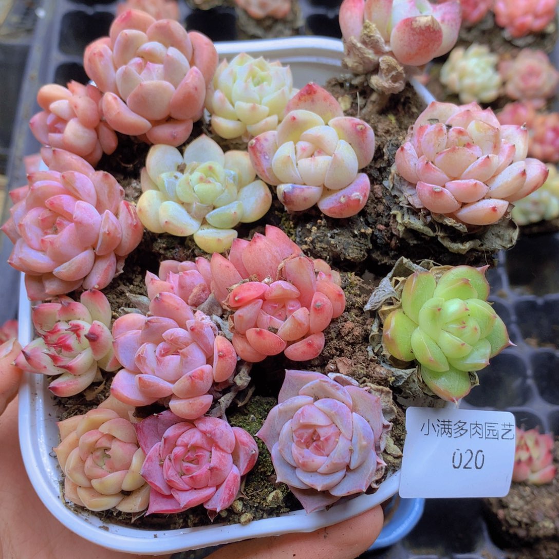 我要睡觉了哦晚安啦晚安020