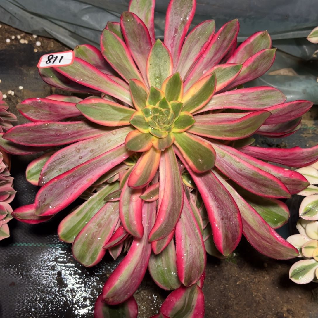 811多肉植物红魔女