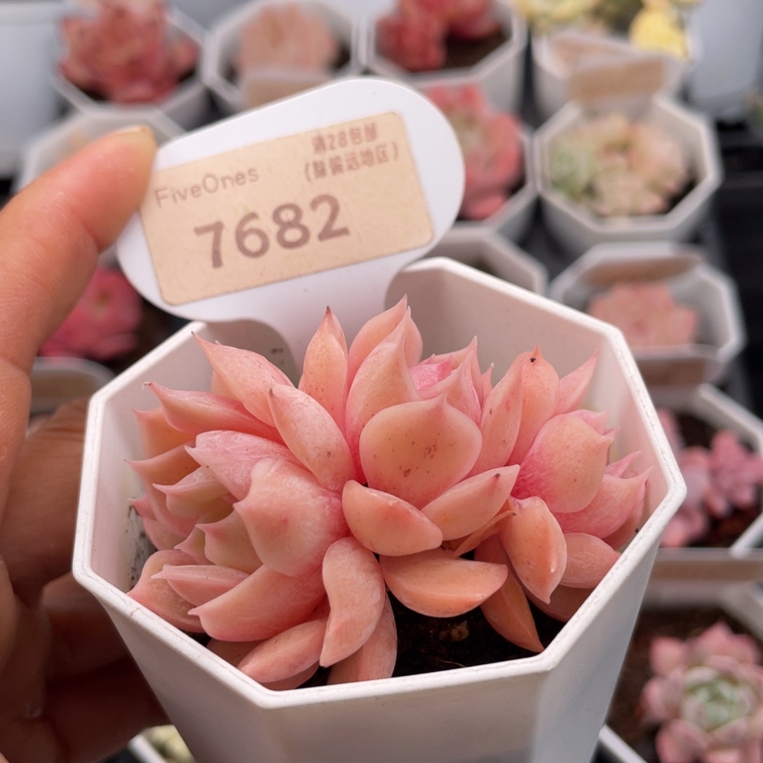 昂斯诺7682-6.5厘米