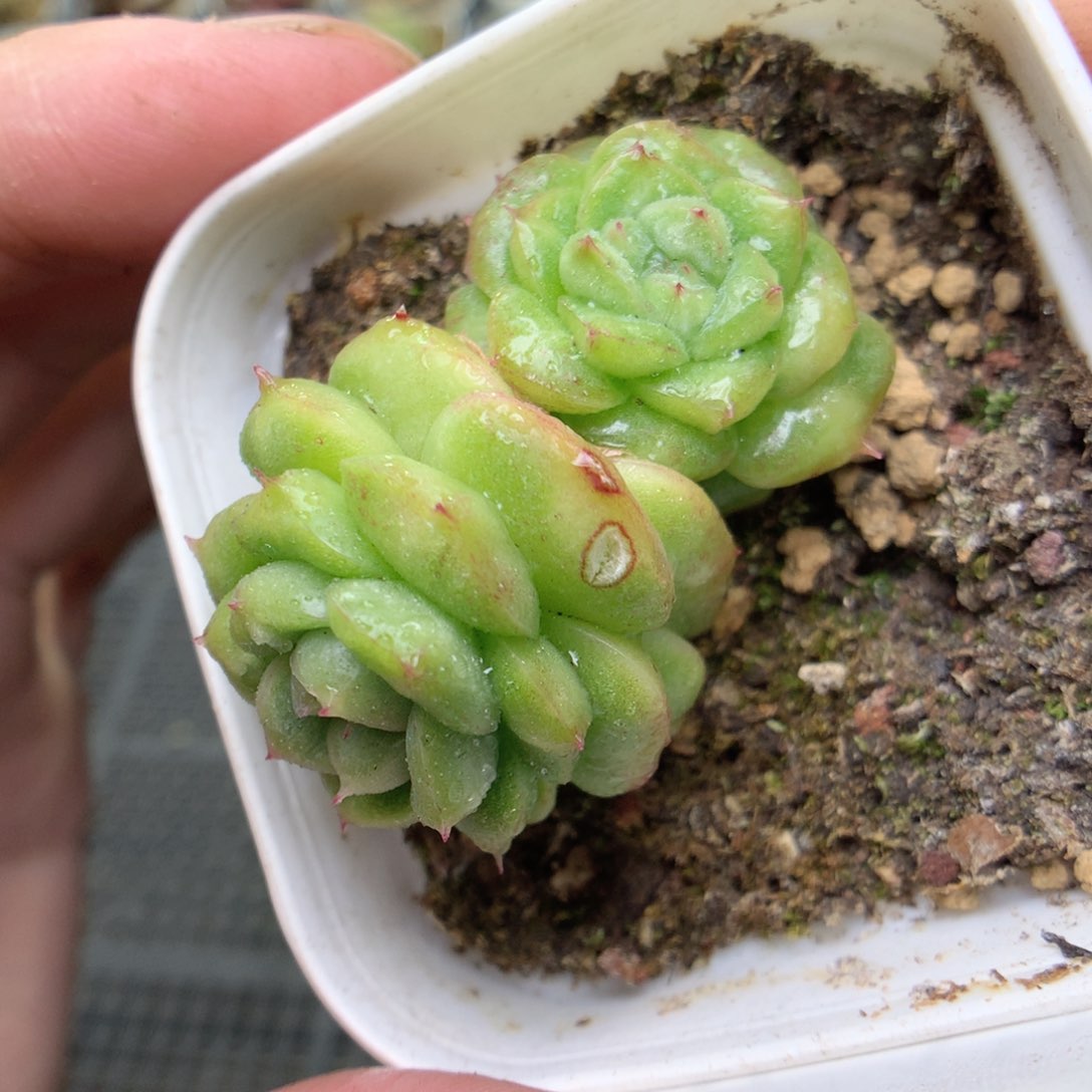 X150y y y y y y y y y y