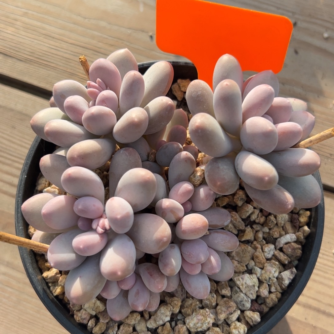 七彩美人11111111111111