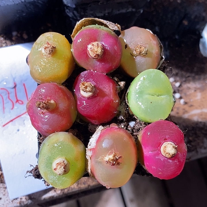 7361。  一组彩蟠桃。    