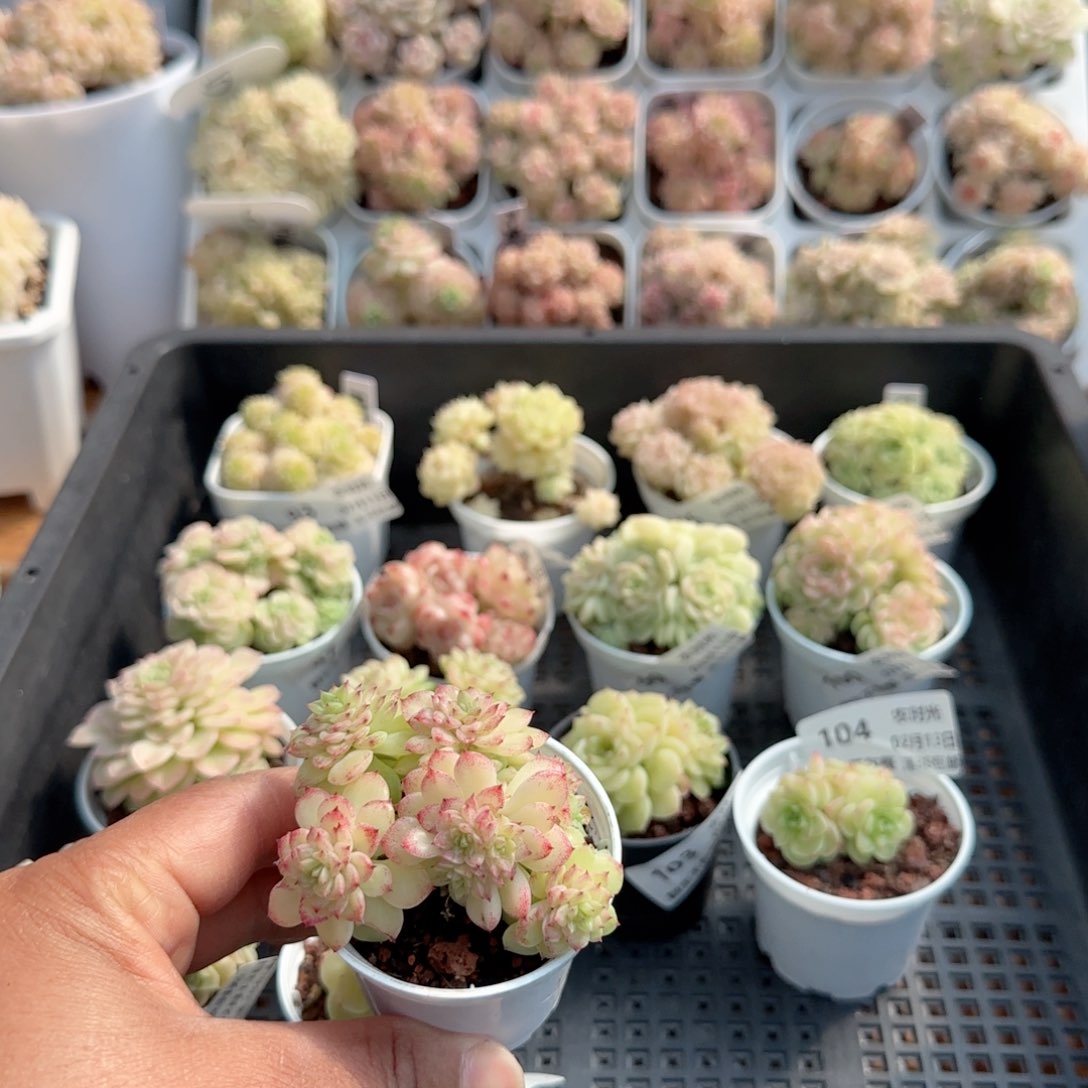 【闪购商品】0213-107优选麦杆