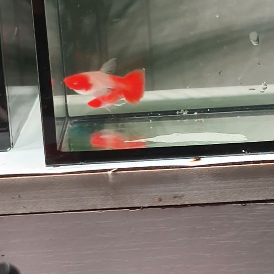 晓***儿孔雀鱼红头大c一对，如图