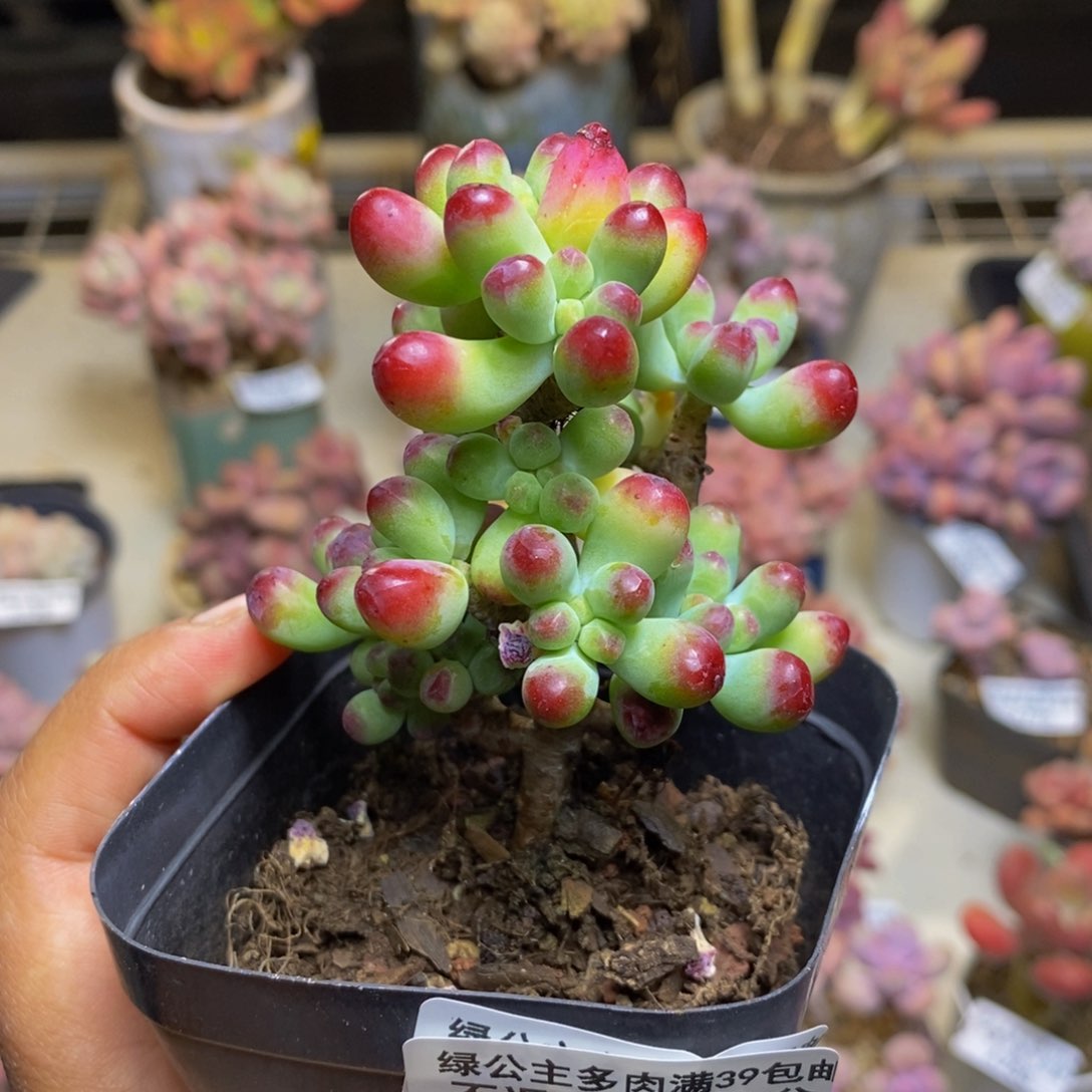 789乙女心多肉6c m