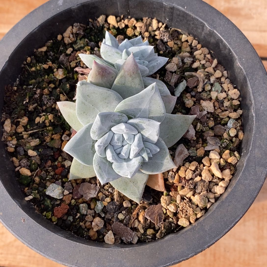 玫瑰叶苹果叶带土球发，天天