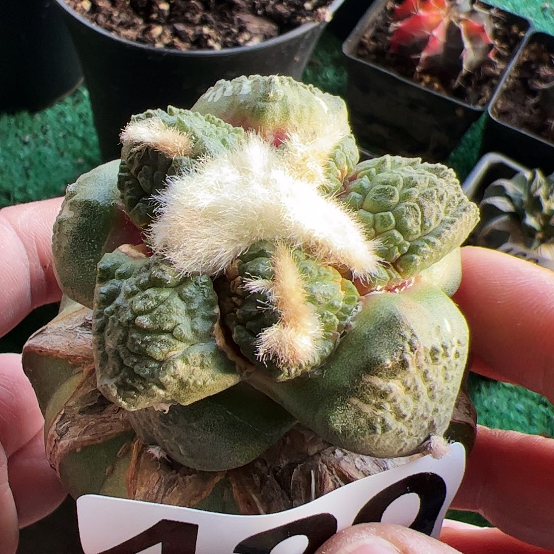 大尤连山牡丹129