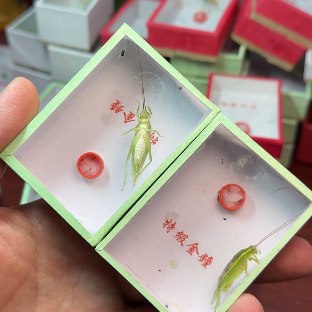 单口绿金钟2只断点须子