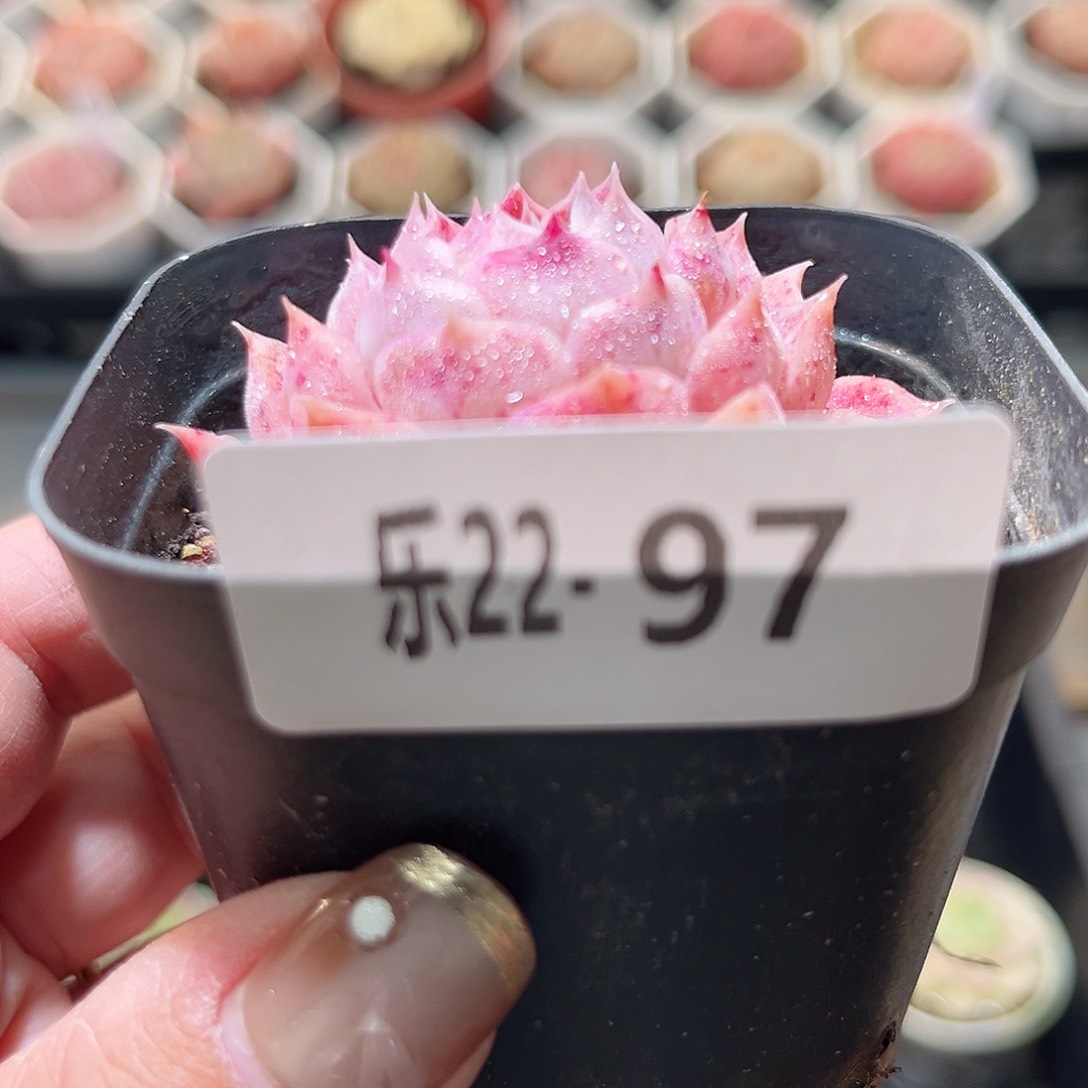 乐22-97 海琳娜单头
