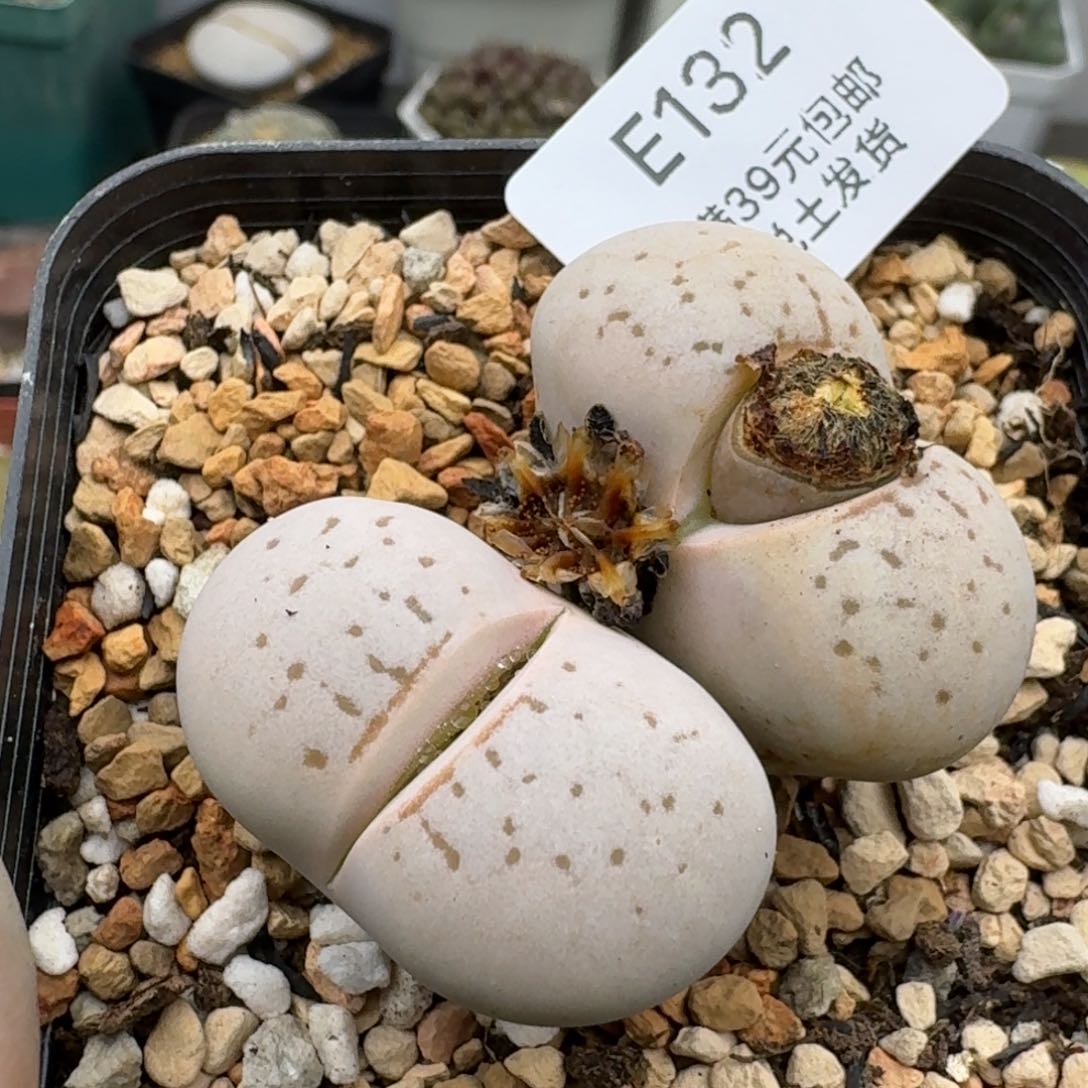 132多肉哈哈哈哈哈哈