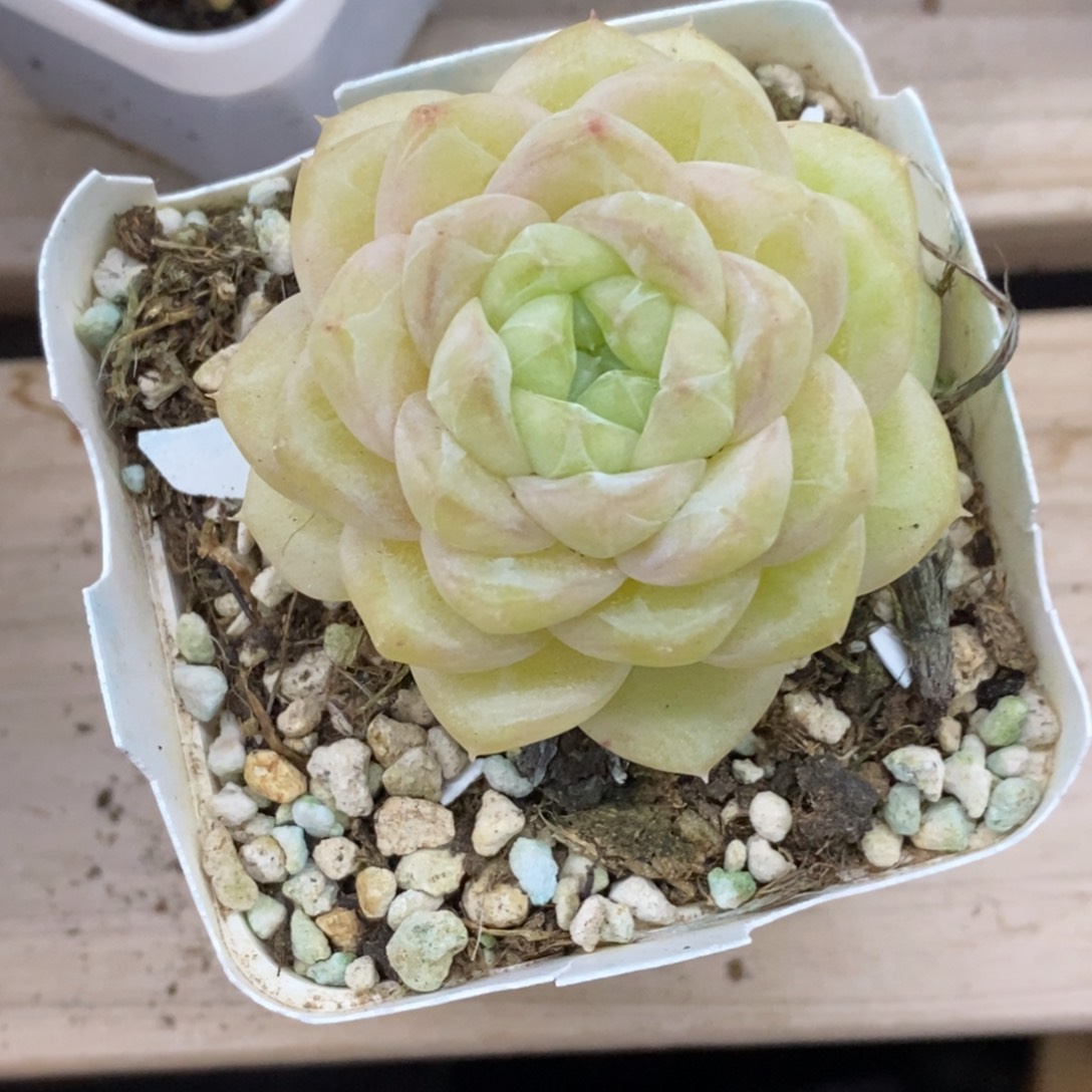 精品多肉一物一拍不包整184