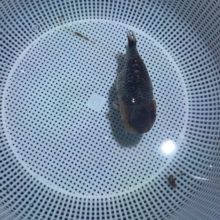 1***1海水鱼潘氏金鱼兰寿金鱼