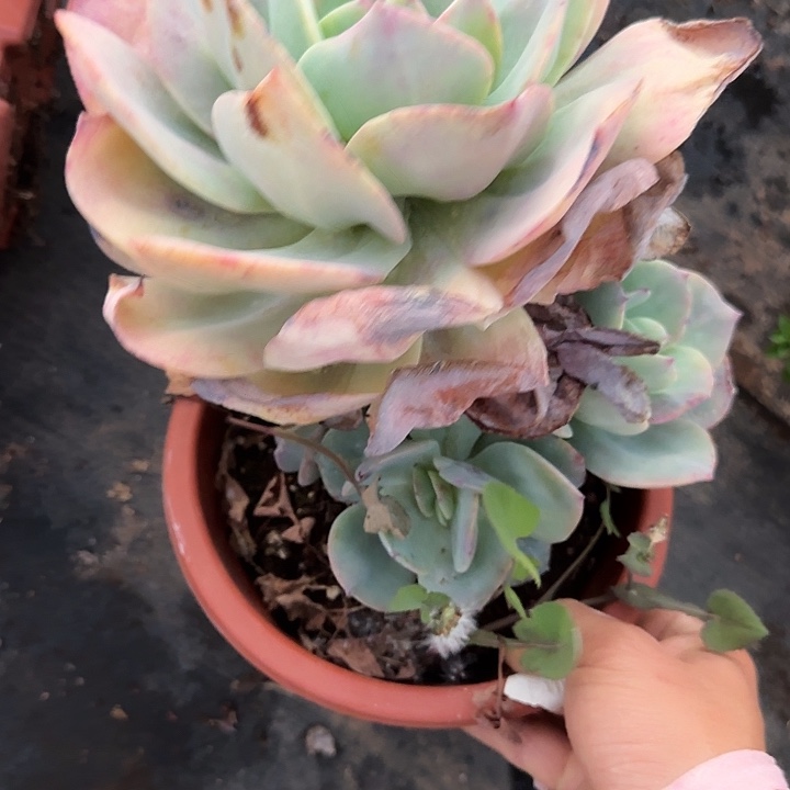 白凤016 多肉植物一物一拍