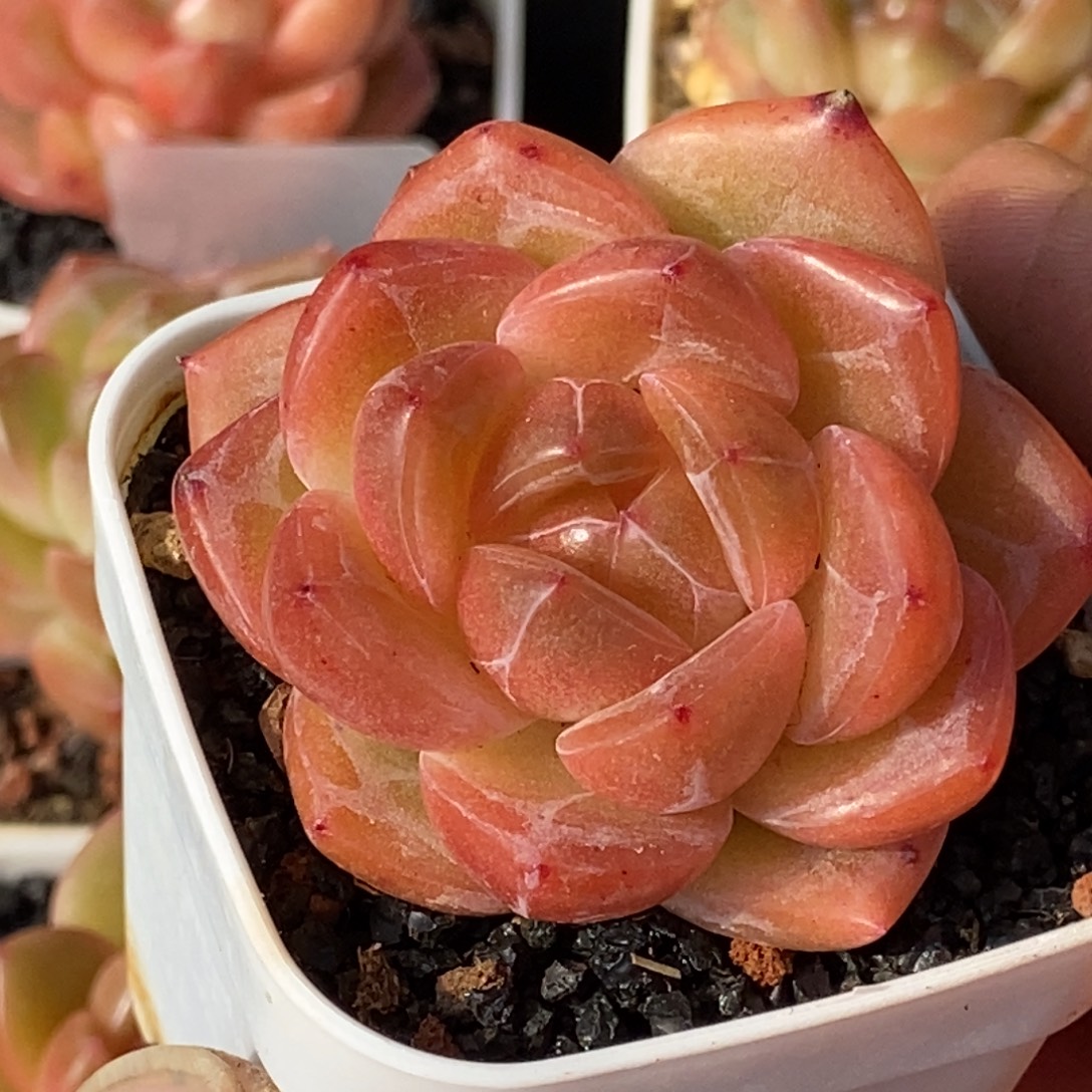 天官赐福百无禁忌