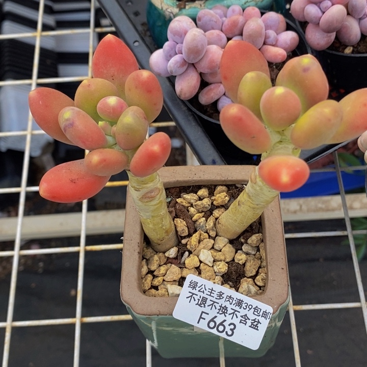 金蝉老桩663多肉植物