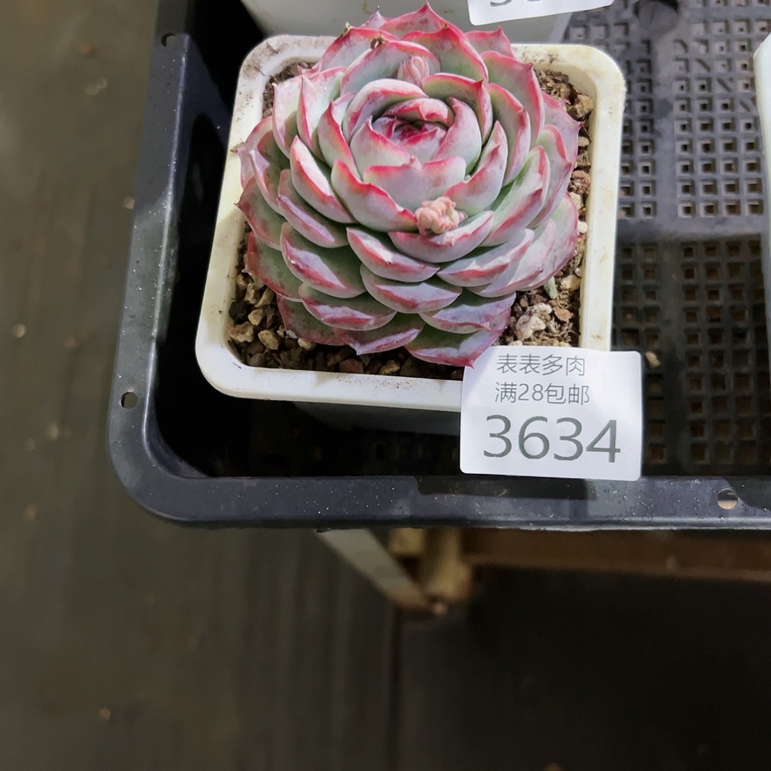 9号?***?我们的确是一3634