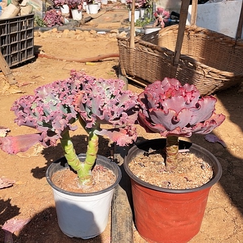 良*.34号包菜系列 2棵