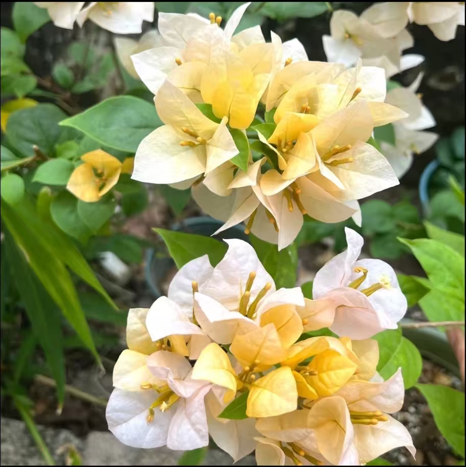 【黄女郎】三角梅四季开花盆栽花卉原生桩好养易活庭院可爬藤