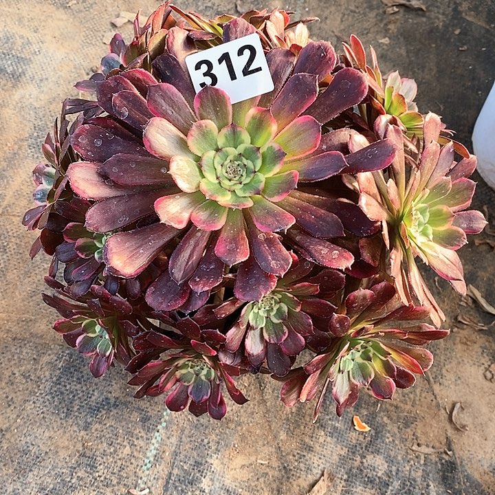 法师植物12345678