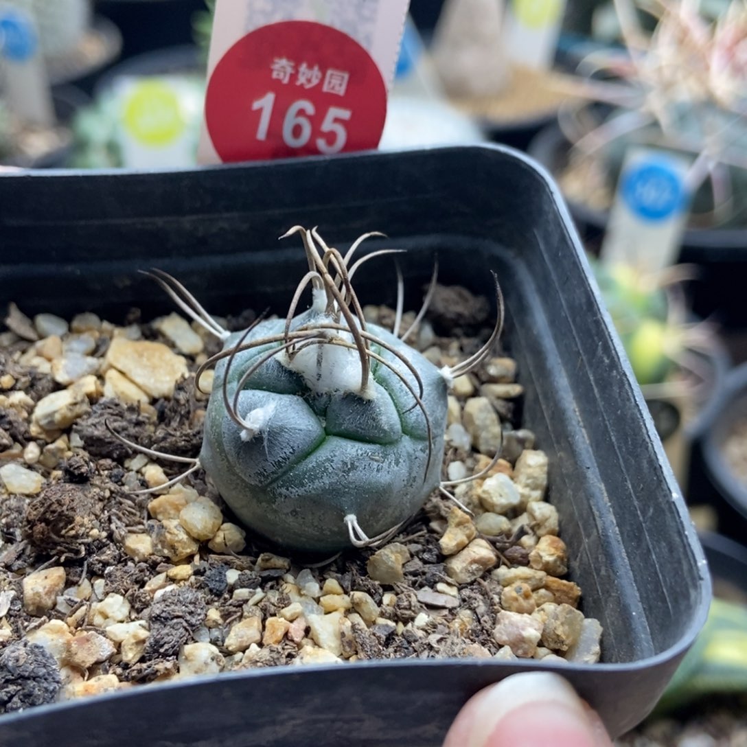 实生上蜡长刺娇丽2.5cm