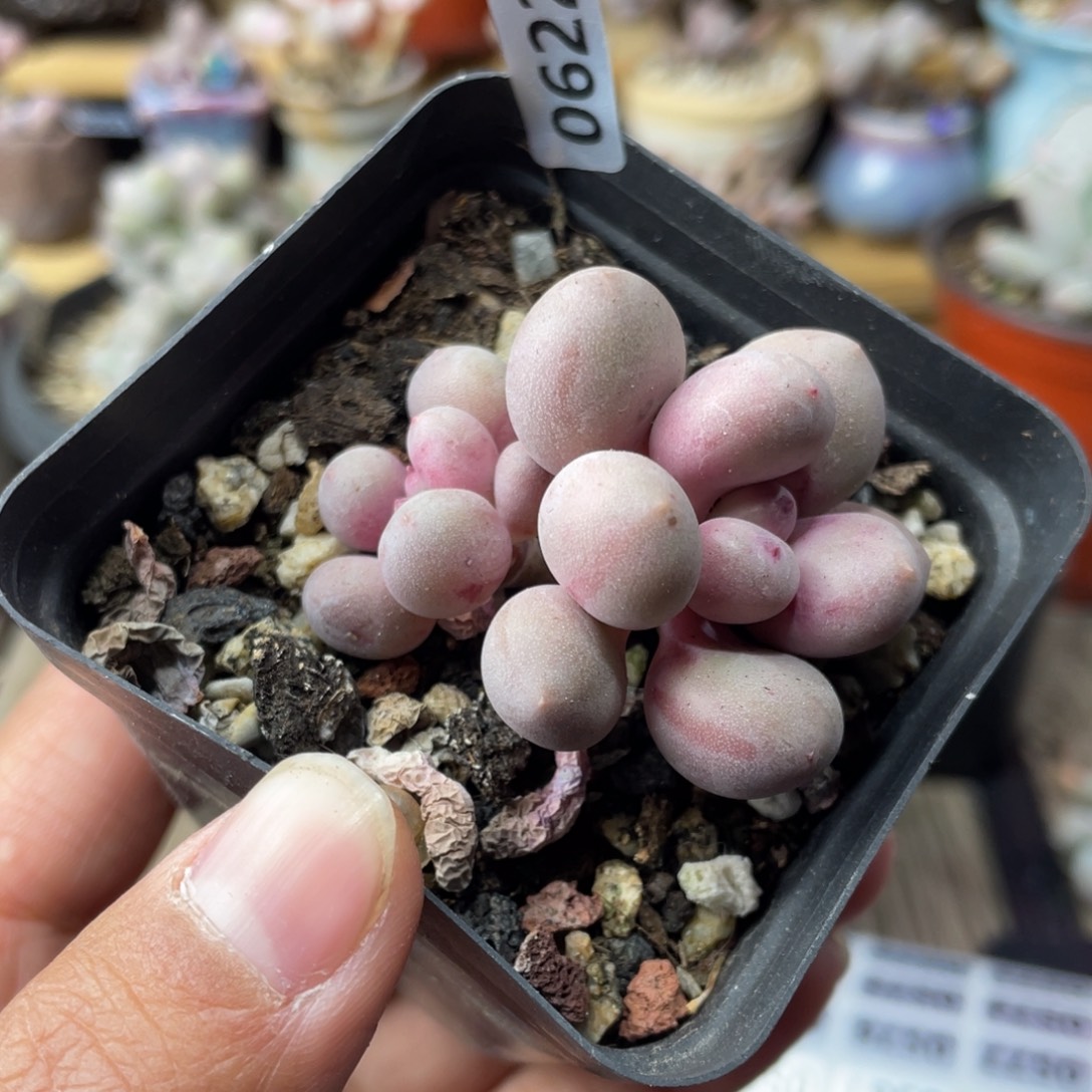 桃花奶酪多肉植物满35包邮