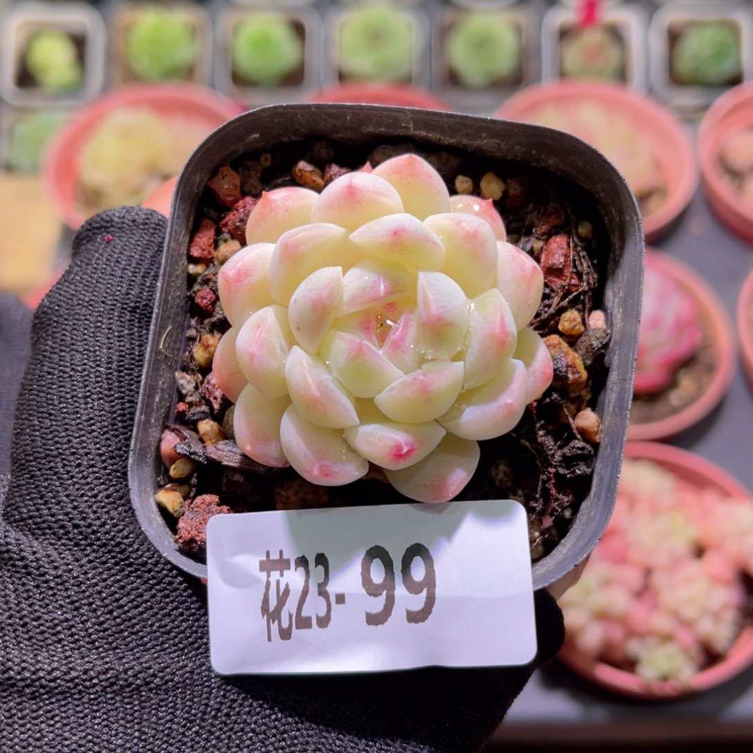 花23-99明月心单头