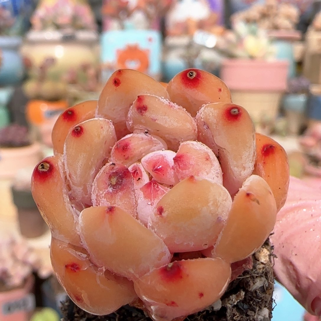 福利橙子 一物一拍