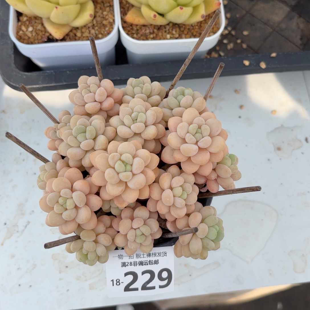 韩系洛可可老桩多肉