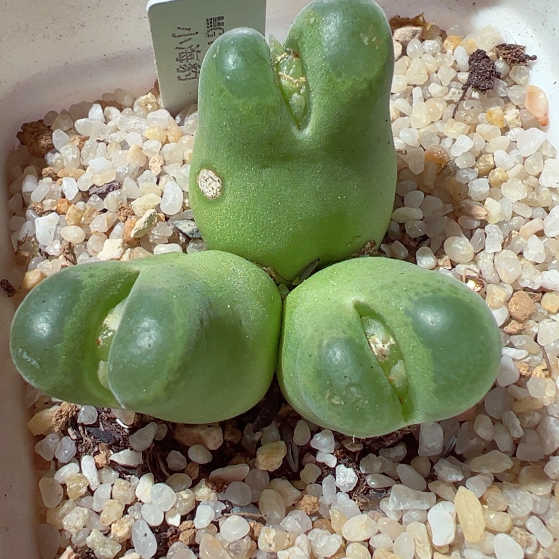 1223-340多肉多肉小海豹