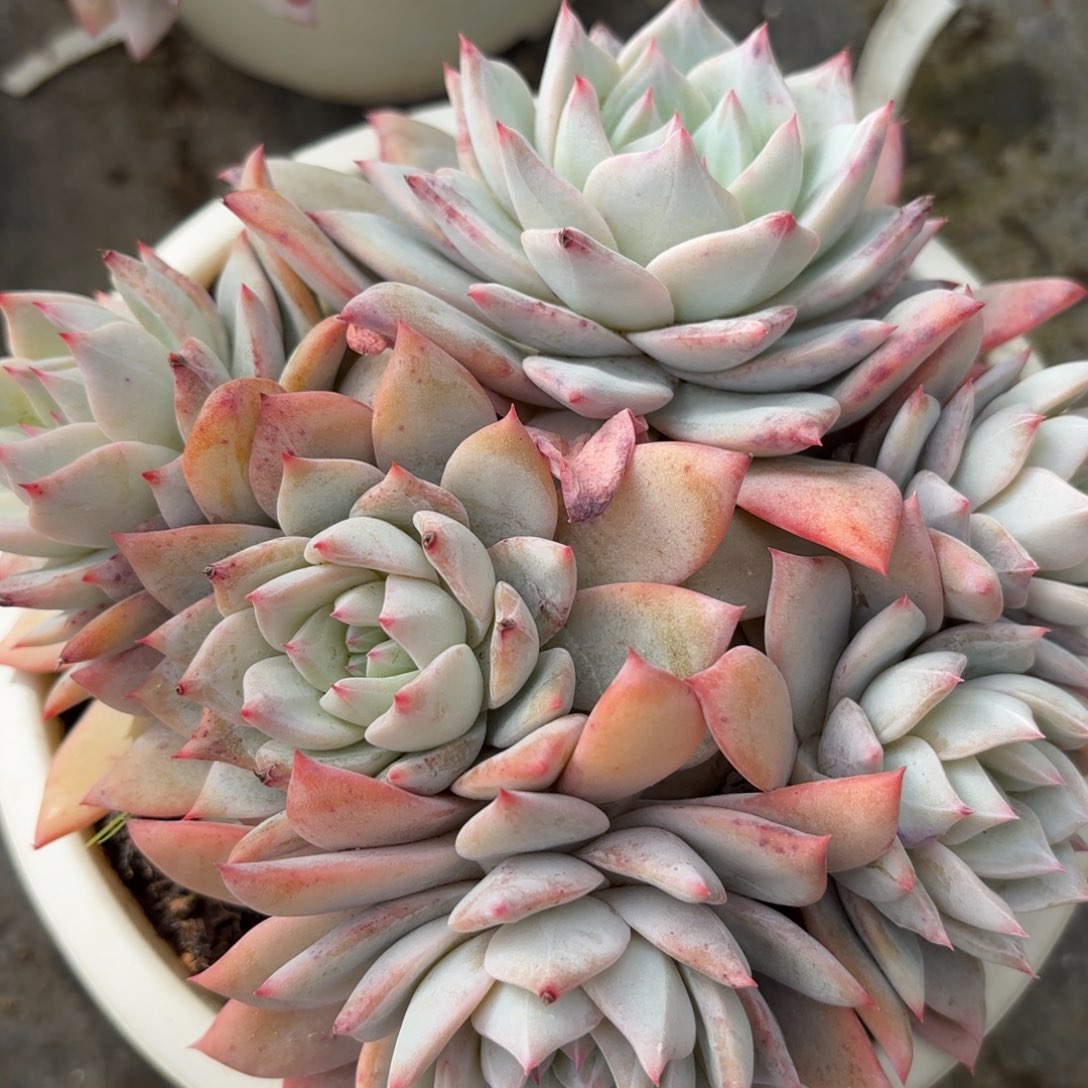 同温层多肉80粉蓝鸟