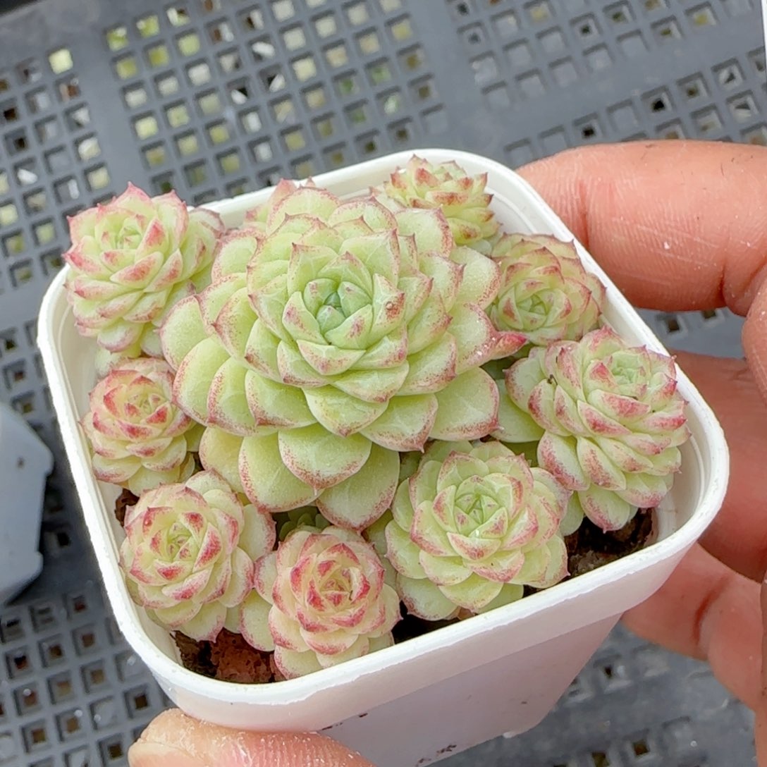 刘*傅【闪购商品】0221-140（ppt-152）