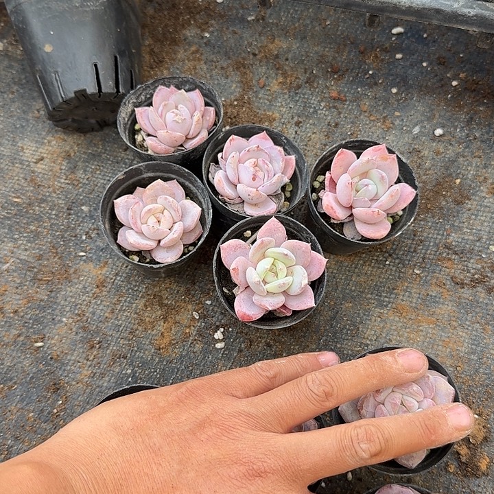 30-29雪姬五颗家奶盖五颗共十棵量拍发货左四