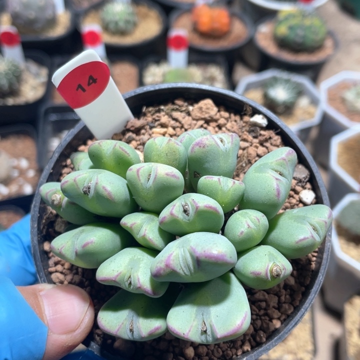 306多头少将植物