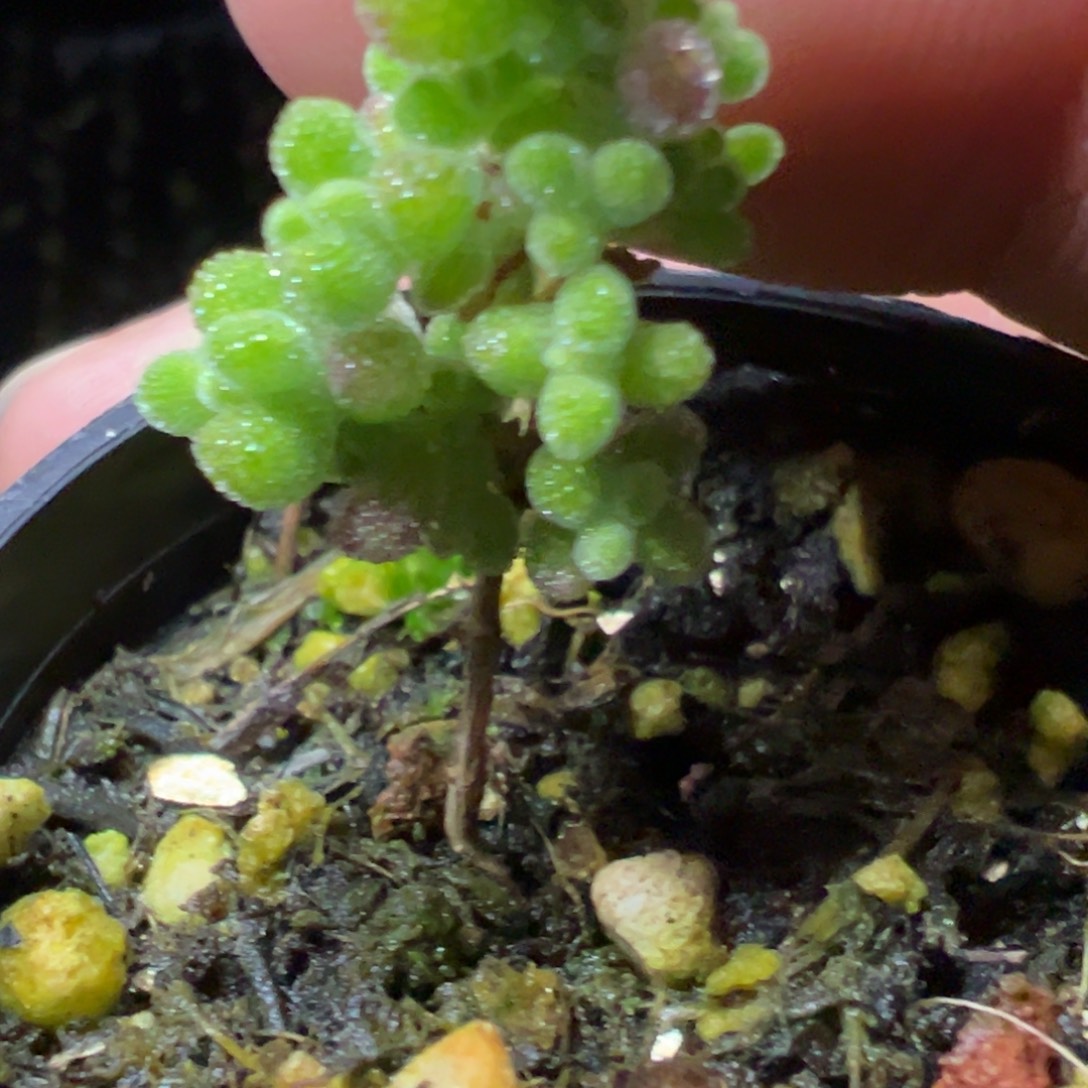 虎斑莱斯50杯老桩福利